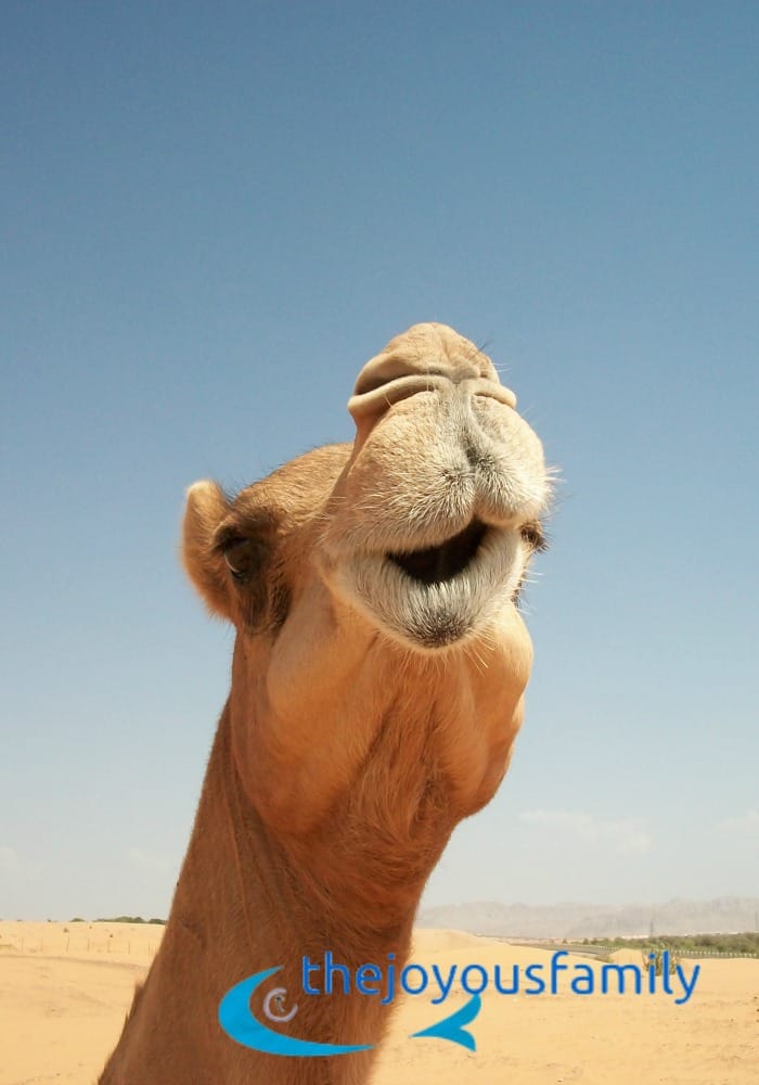 camels desert ted talk for kids